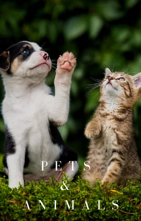pets_animals_slider.webp